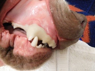 Orthodontics