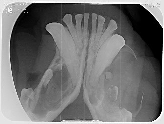 ​​​​Advanced periodontal x-ray