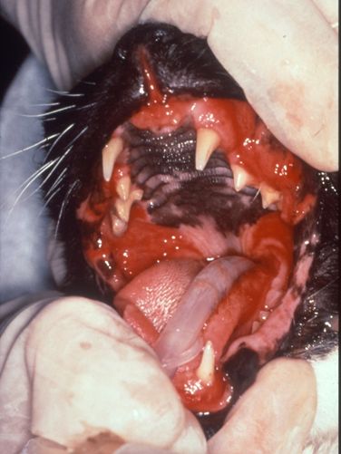 feline stomatitis