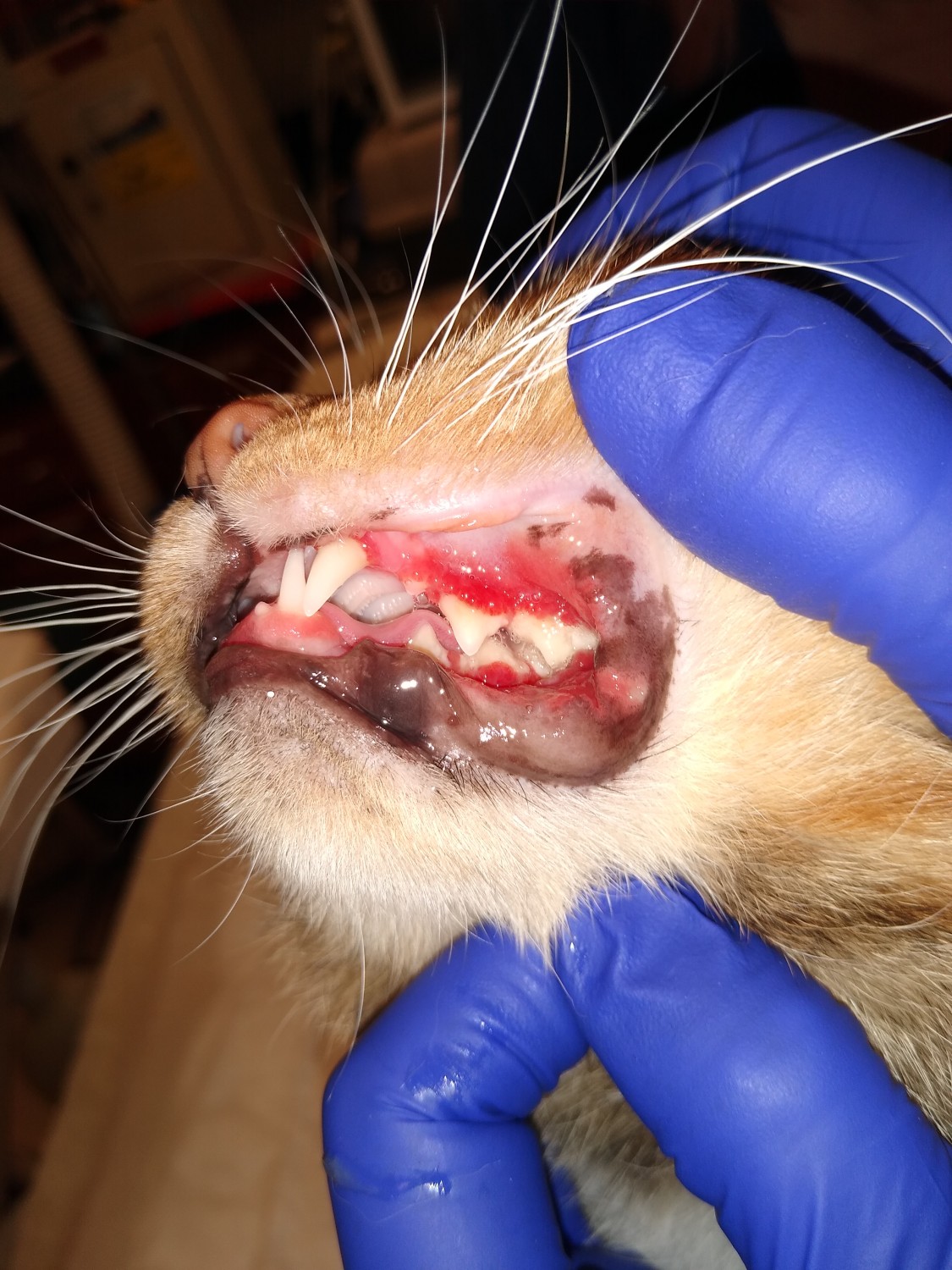 feline stomatitis