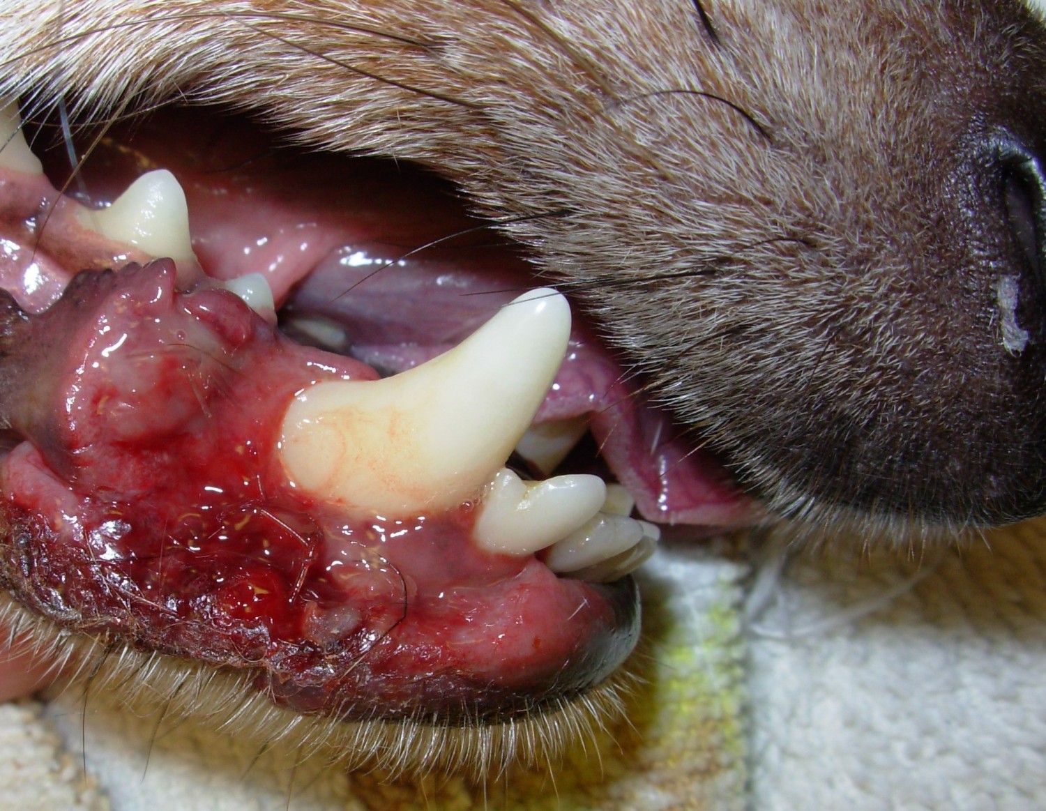 Canine stomatitis