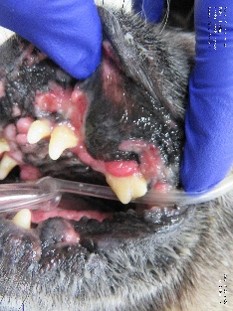 feline stomatitis