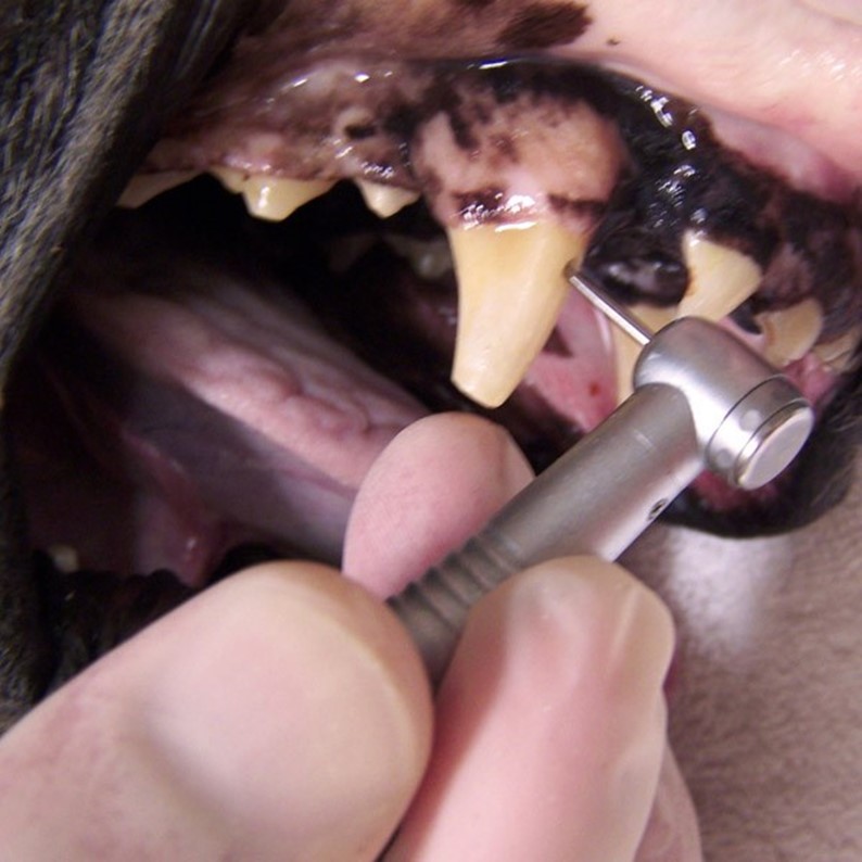Testing Dogs Tooth with Dental Tool