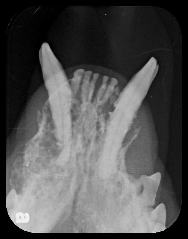 x-ray of dogs mouth