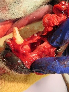 ​​​​Advanced periodontal treatments and oral surgery