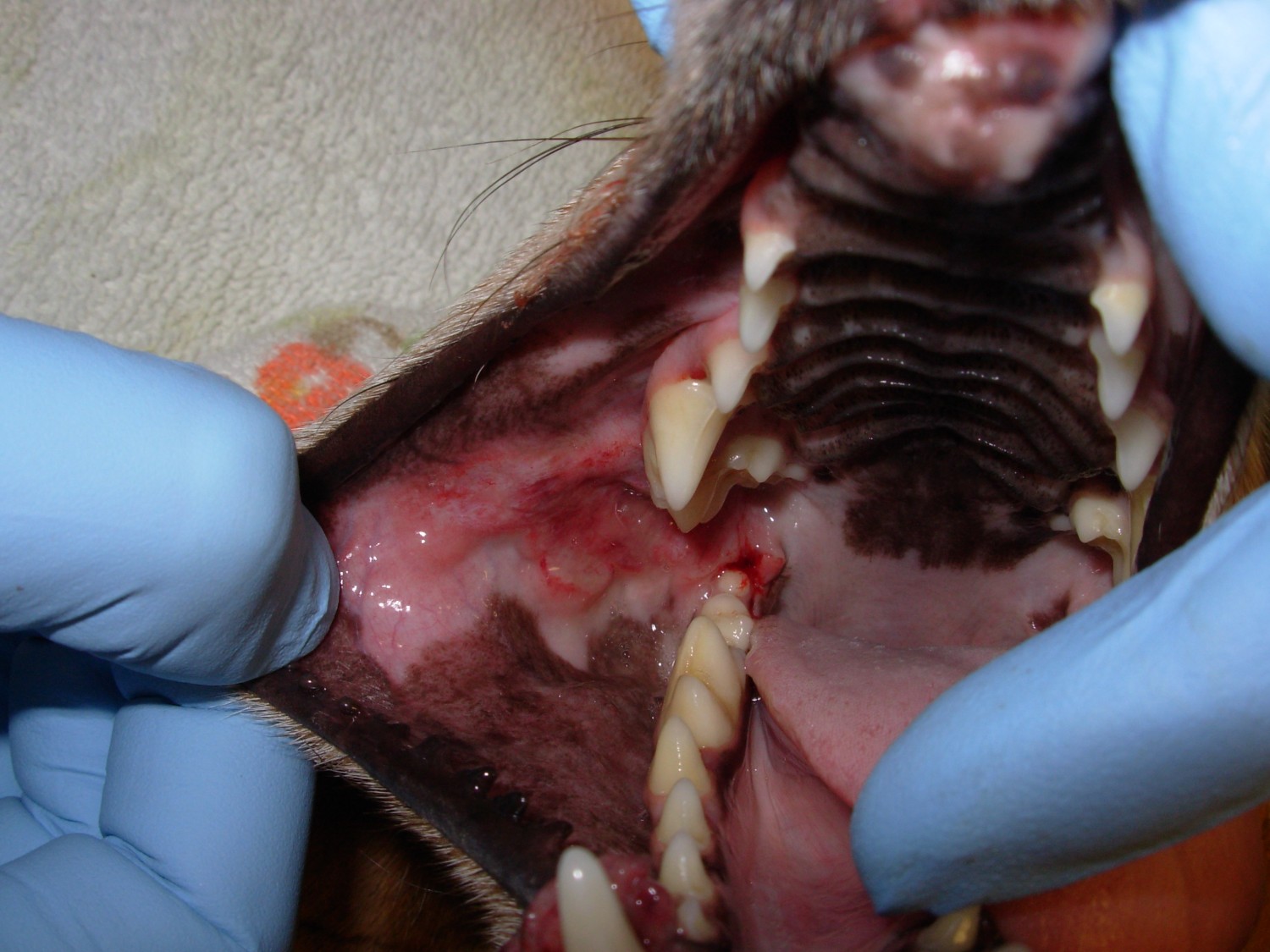 Canine stomatitis