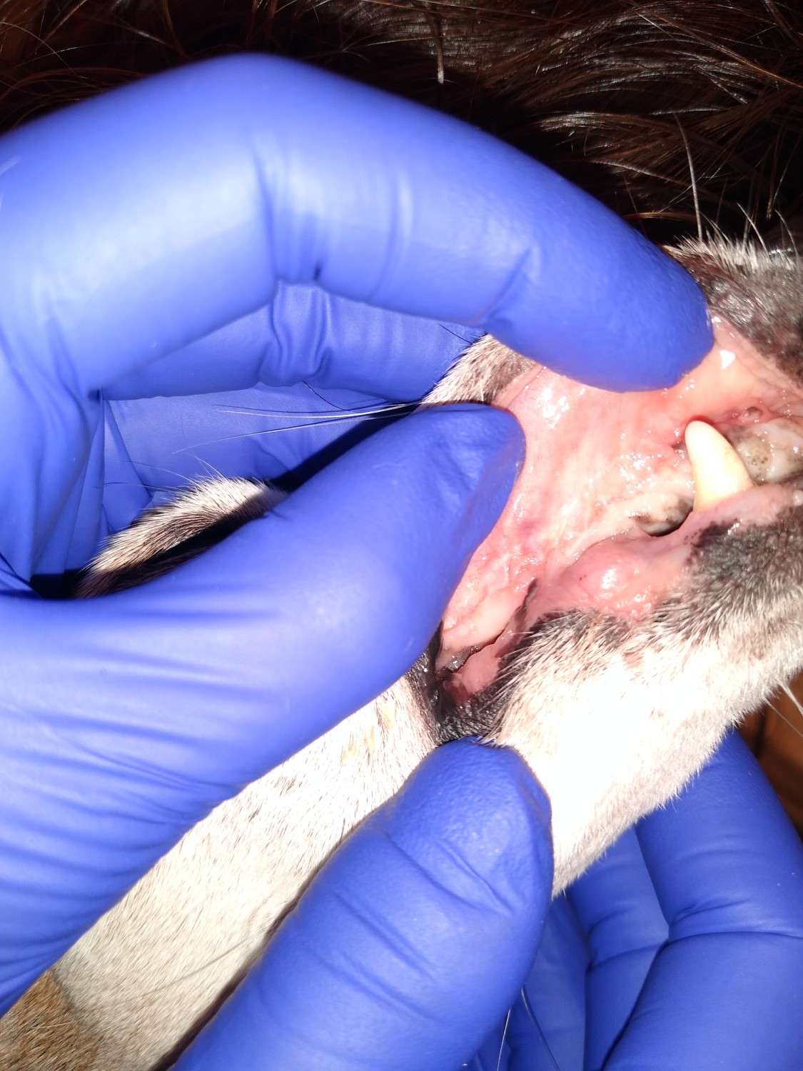 ​​​​Advanced periodontal