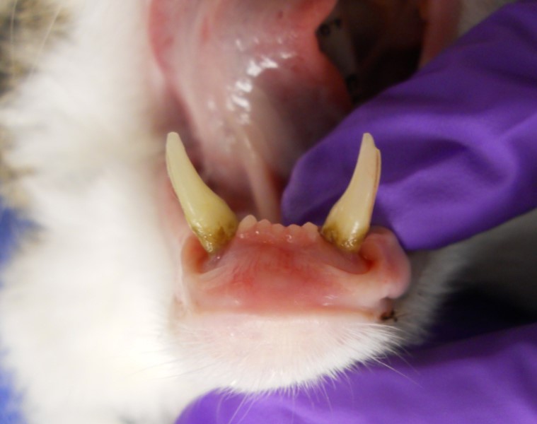 dogs teeth