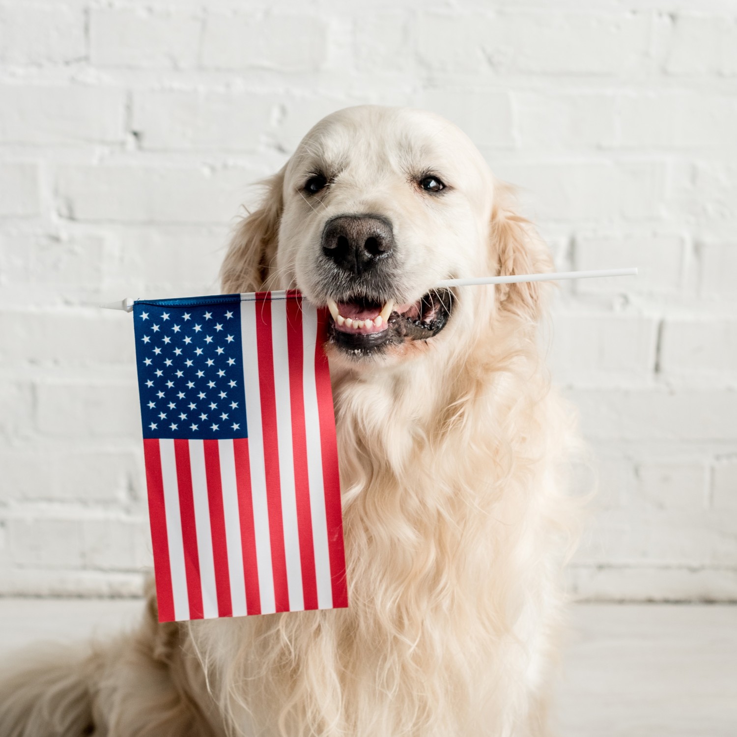 Dog with American flag